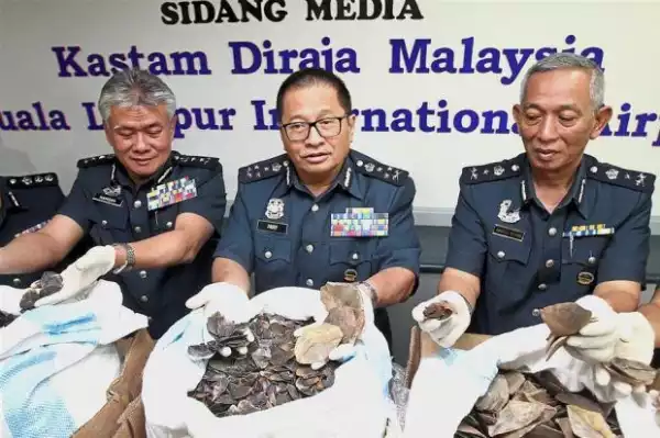 Photos: Malaysia seizes 300kg of pangolin scales smuggled from Ghana